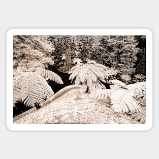 Tree ferns Magnet